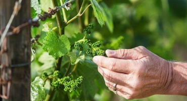 Jak se správně starat o hrozny na jaře?